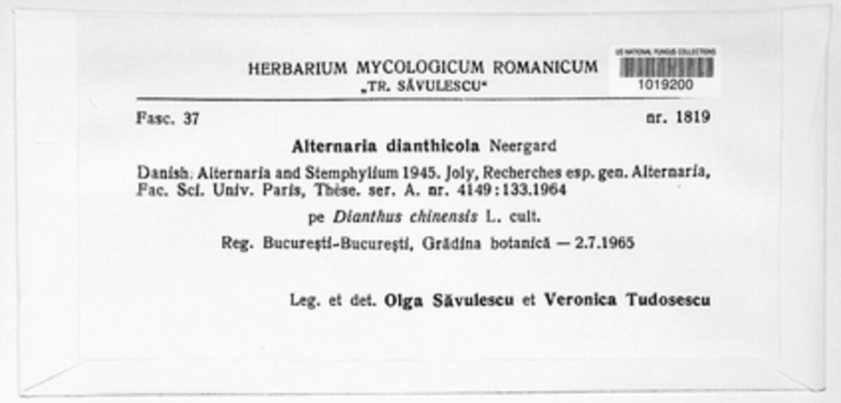 Alternaria dianthicola image